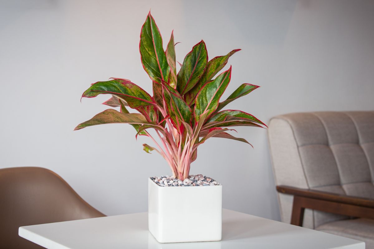 Chinese Evergreen with beautiful foliage in a white pot on a coffee table.