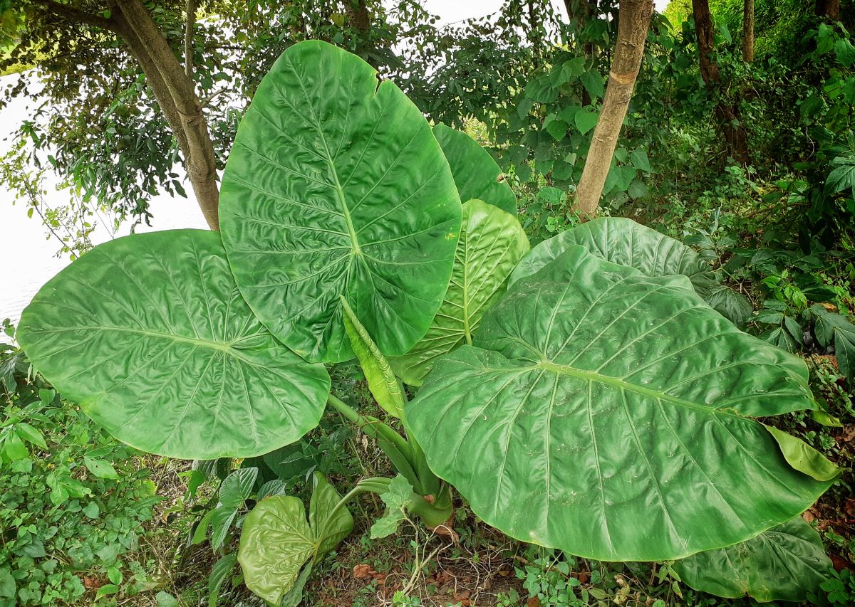 Huge leaves of a Jumbo Elephant Ears plant.
