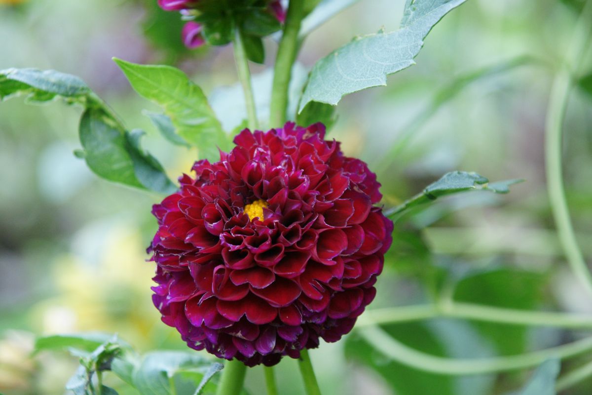 A close-up of a dark-brown Dahila flower with a yellow center.