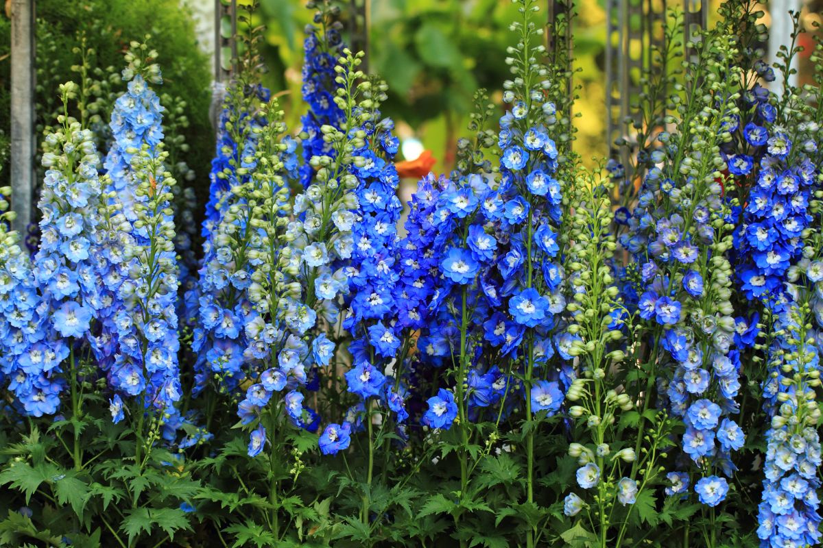 Delphiniums in the full bloom of different shades of blue.