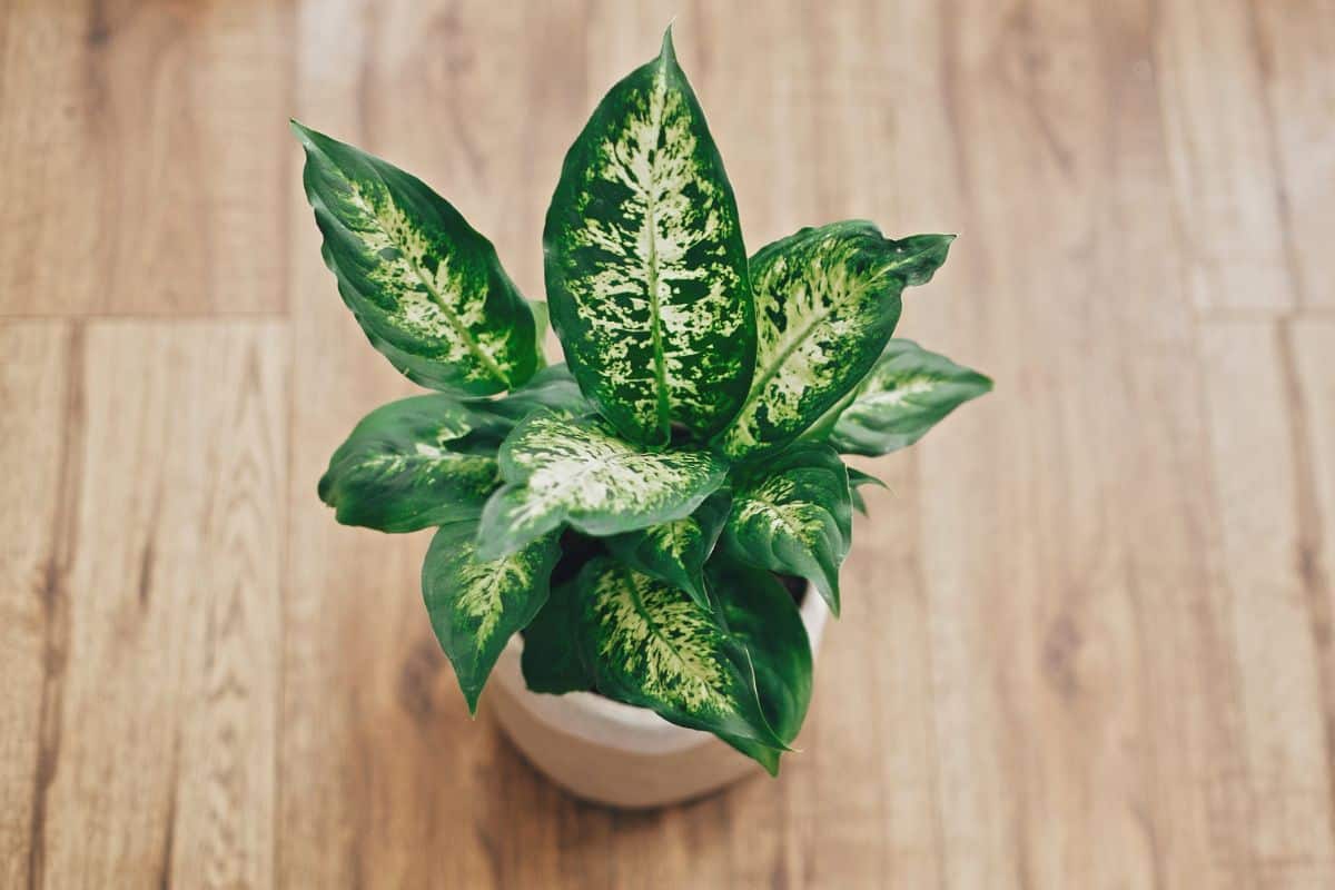 Dieffenbachia with stripped leaves in a pot on the floor.