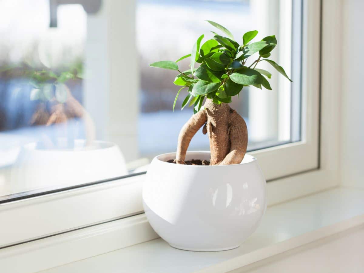 A young Ficus plant in a white pot on a windowsill.