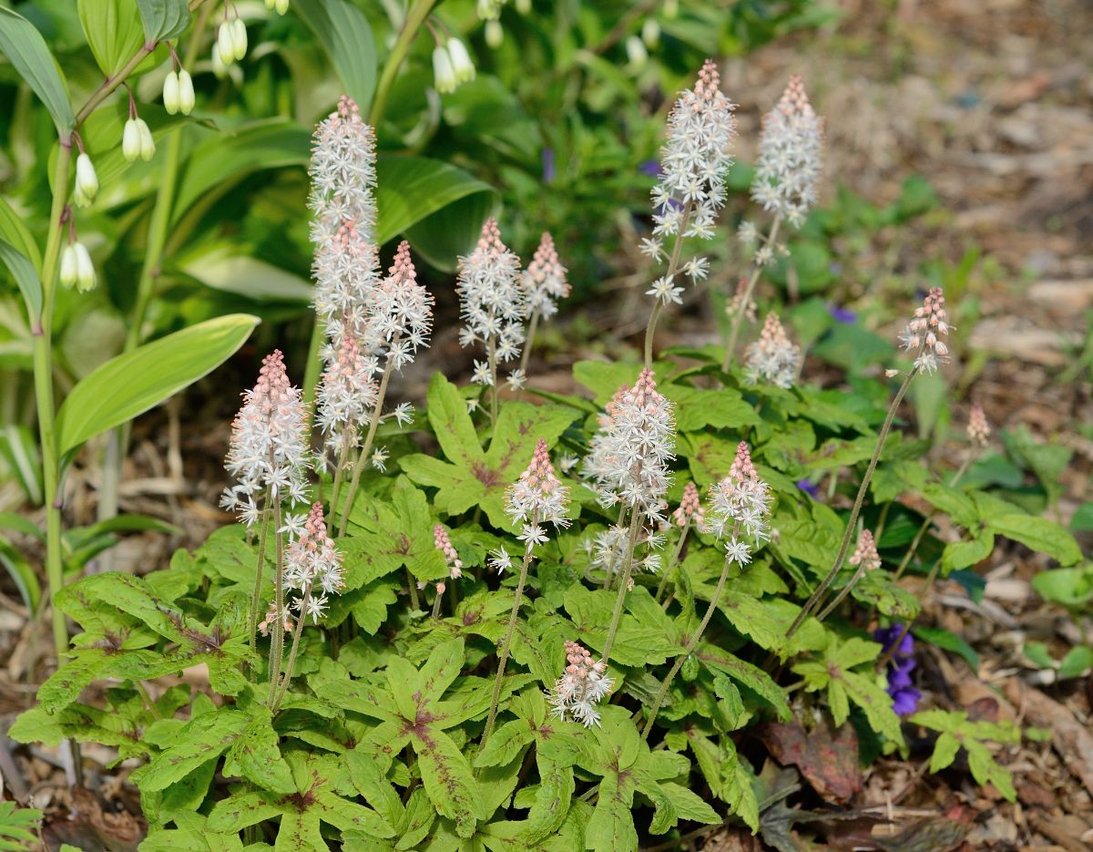 Foamflower with flowering stalks on a sunny day.