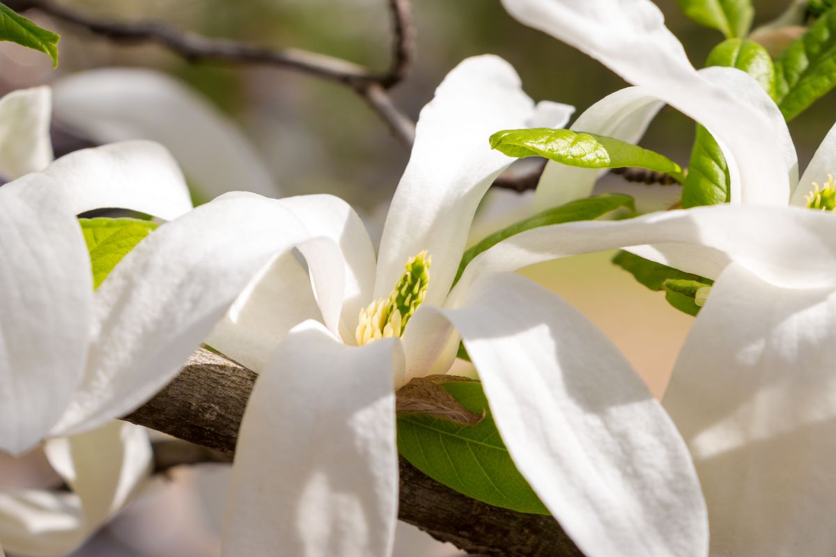 Anise Magnolia (Magnolia salicifolia) white flowers.