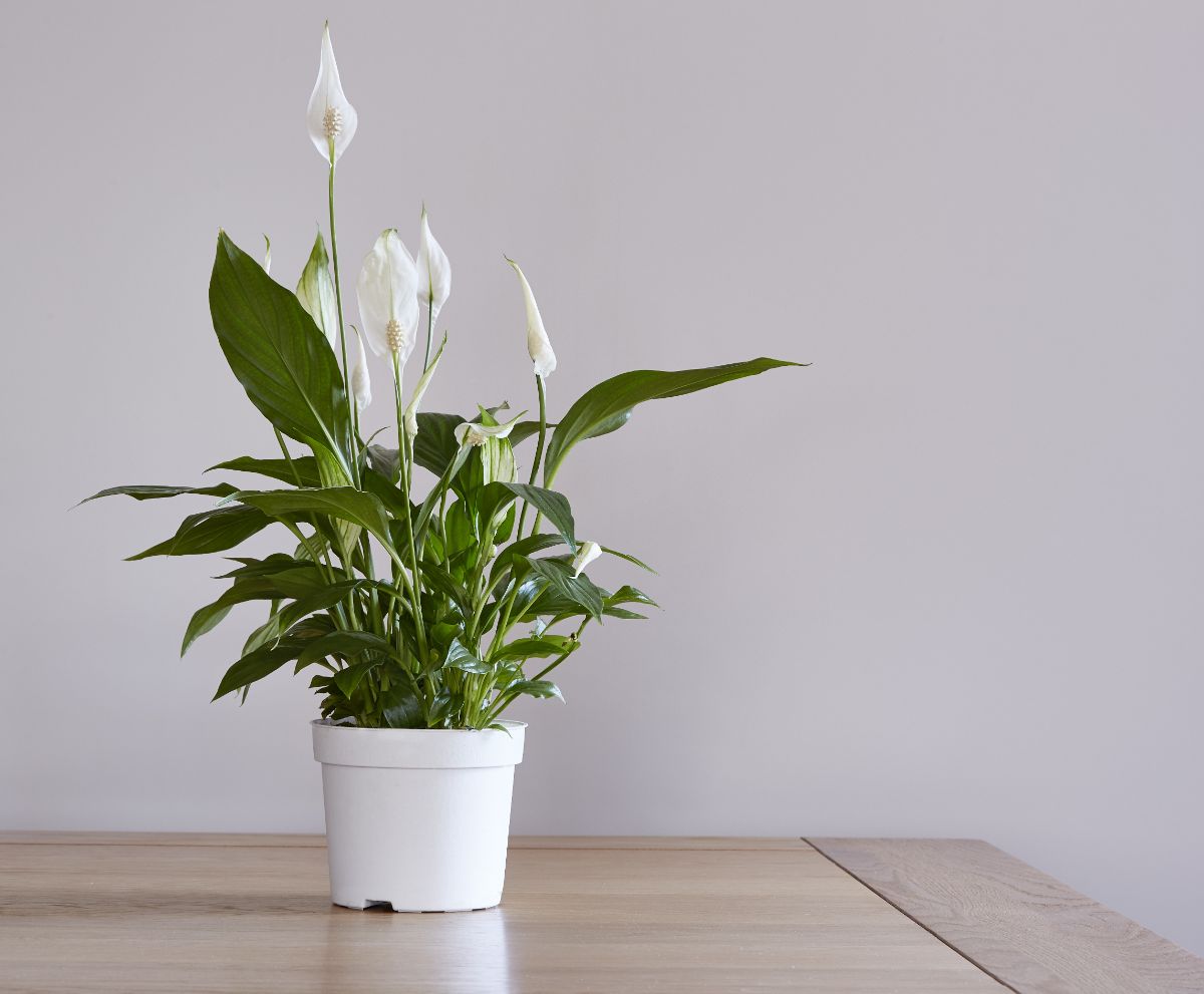 Peace Lily in white bloom in a white pot on a table.