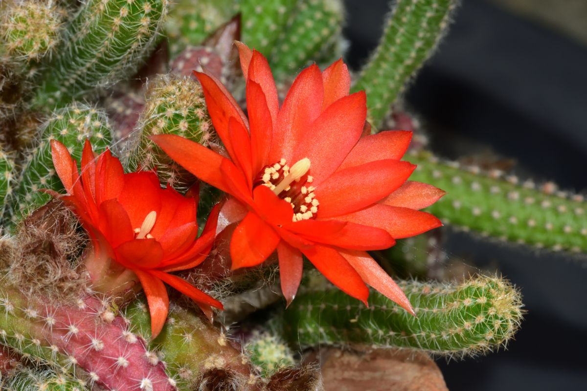 Two red flowers of a Peanut Cactus.