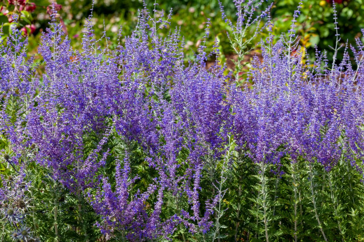 Russian Sage in purple bloom on a sunny day.