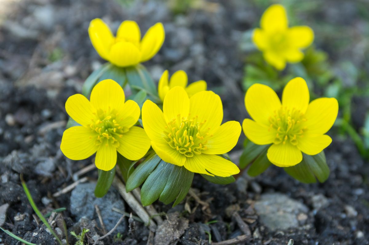 A close-up of a Winter Aconite in yellow bloom.