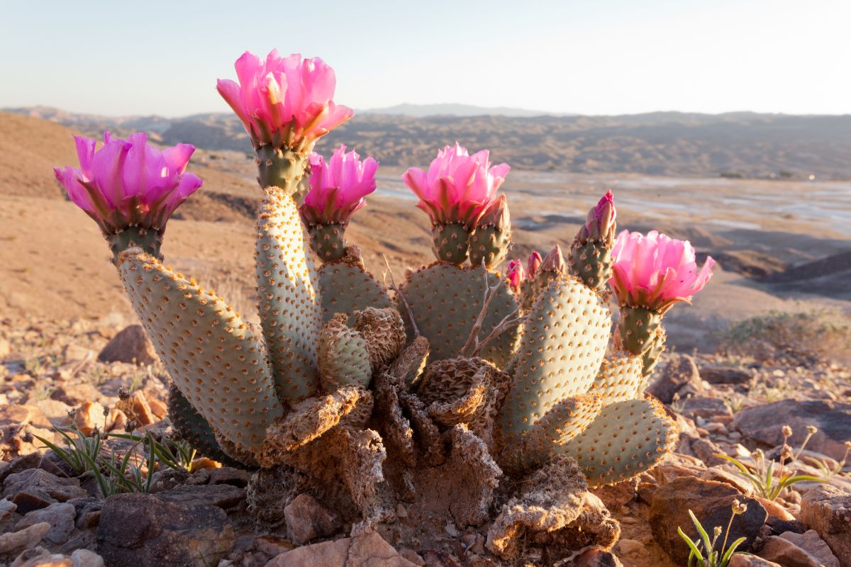 Beaver Tail Cactus in pink bloom on a sunny day.