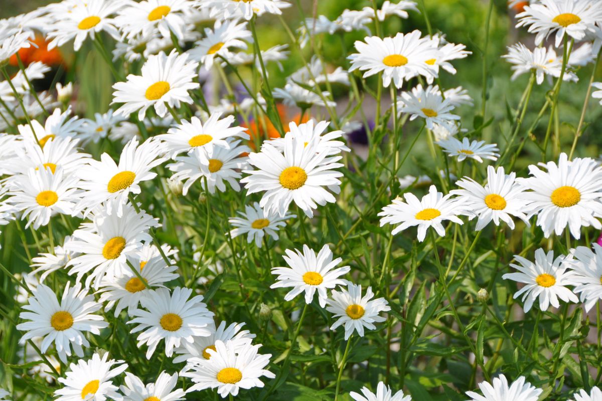 Becky Shasta Daisies in white bloom on a sunny day.