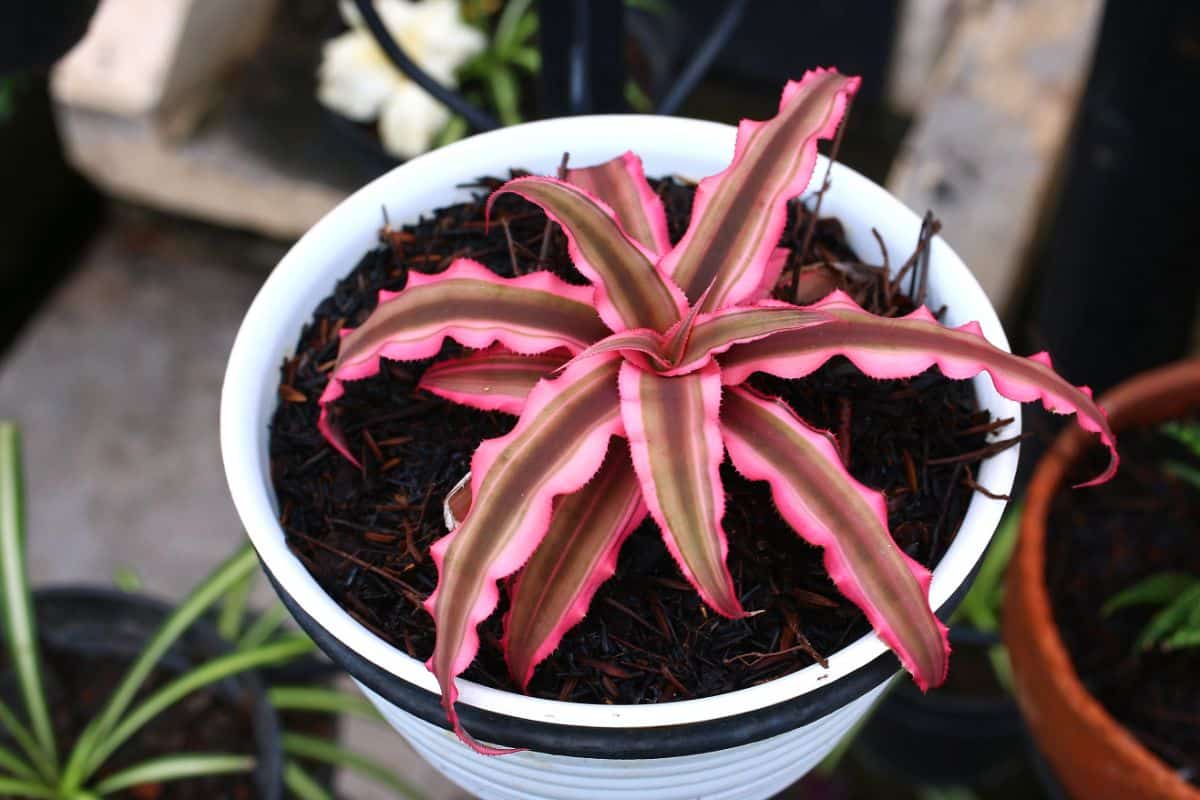 Earth Stars with pink edge leaves in a white pot.