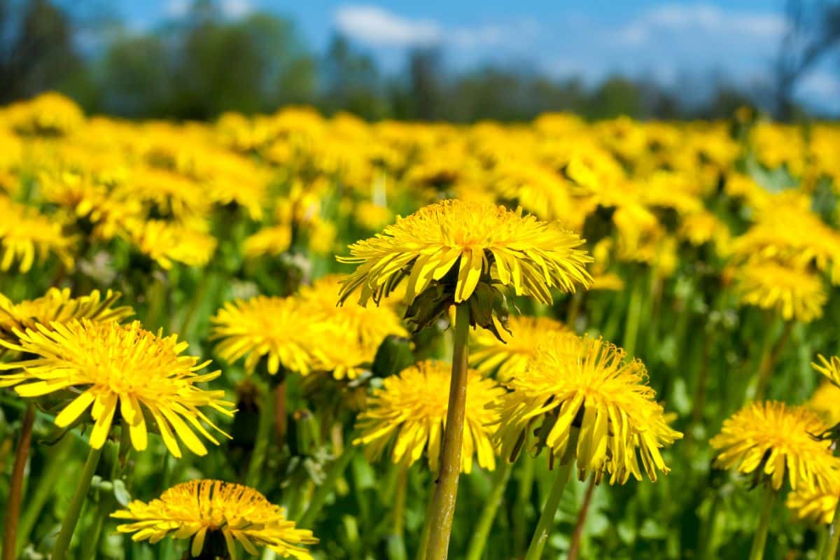 A field of Dandelions on a sunny day.