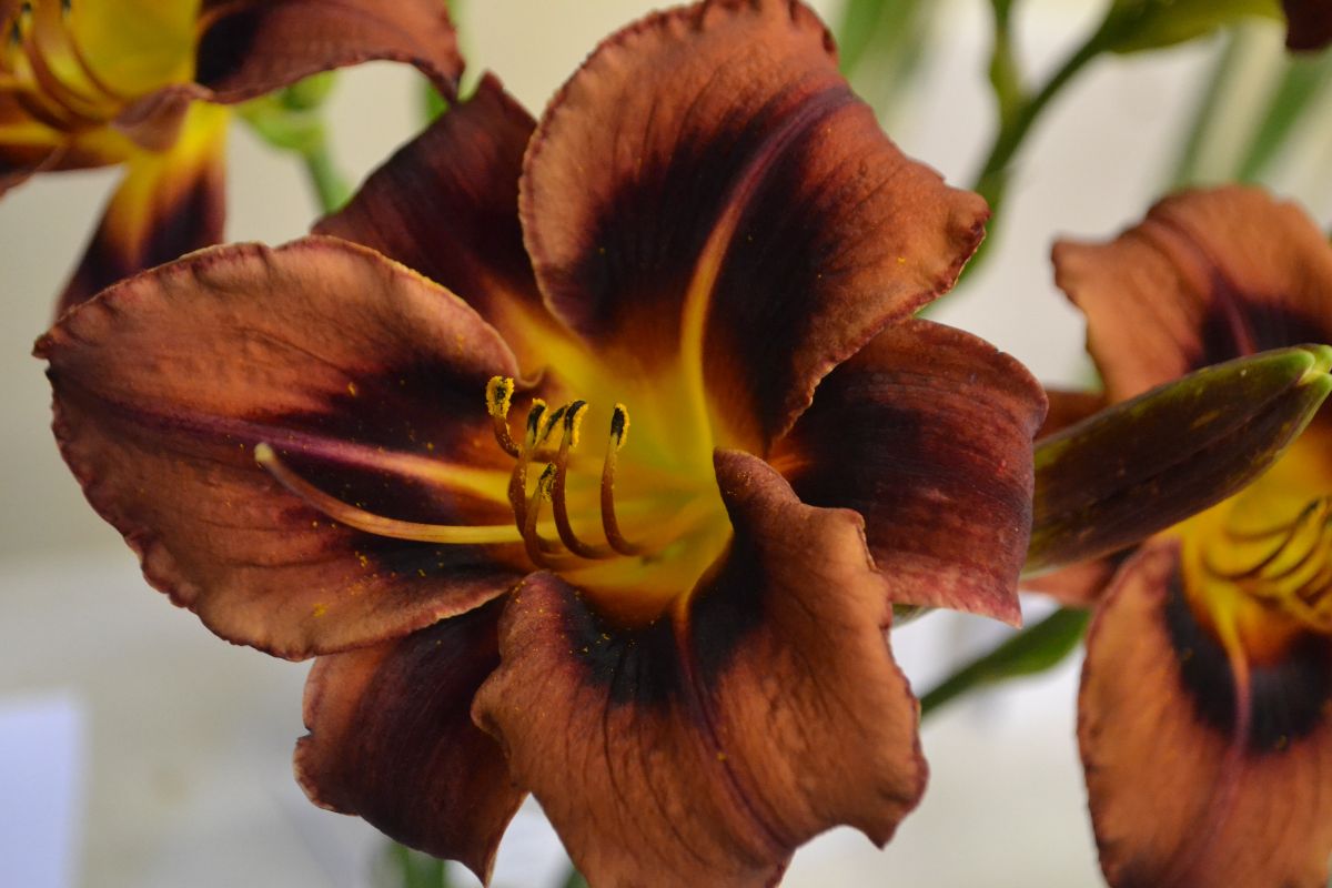 A close-up of a yellow-brown Daylily flower.