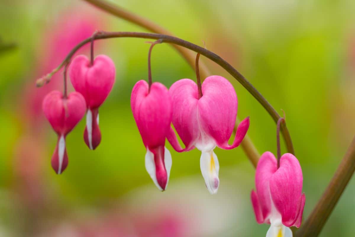 A close-up of a Dicentra plant in pink bloom.