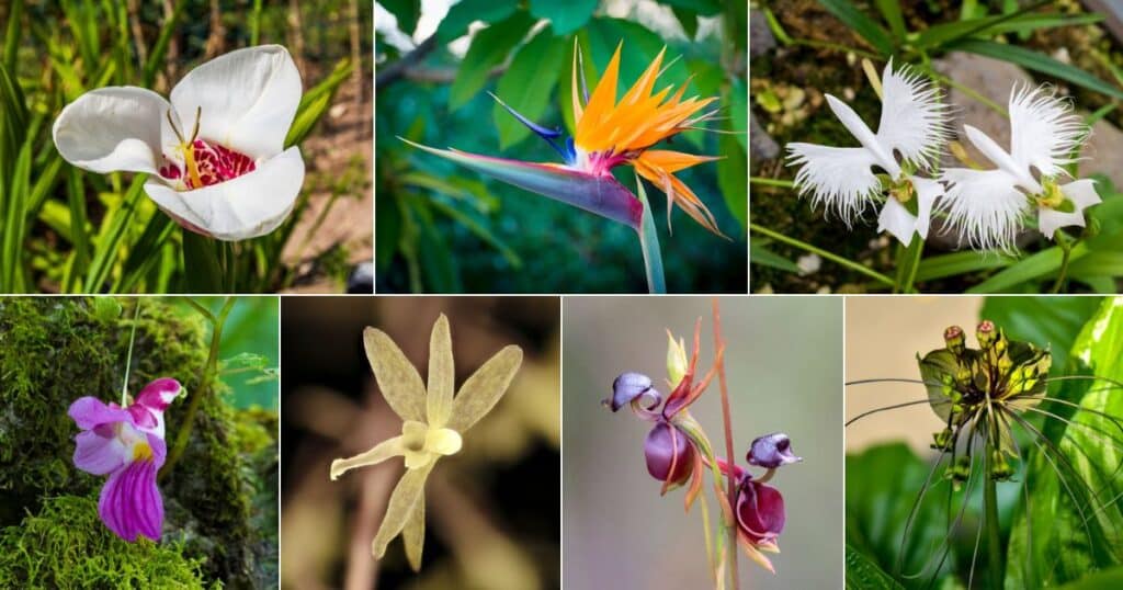 18 Flowers That Look Like Birds (Names And Photos)