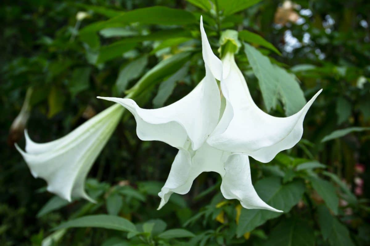 A close-up of a white flower of Jimsonweed.