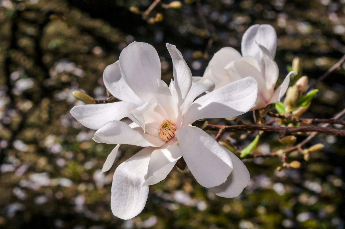 Loebner Magnolia (Magnolia loebneri) white flowers.