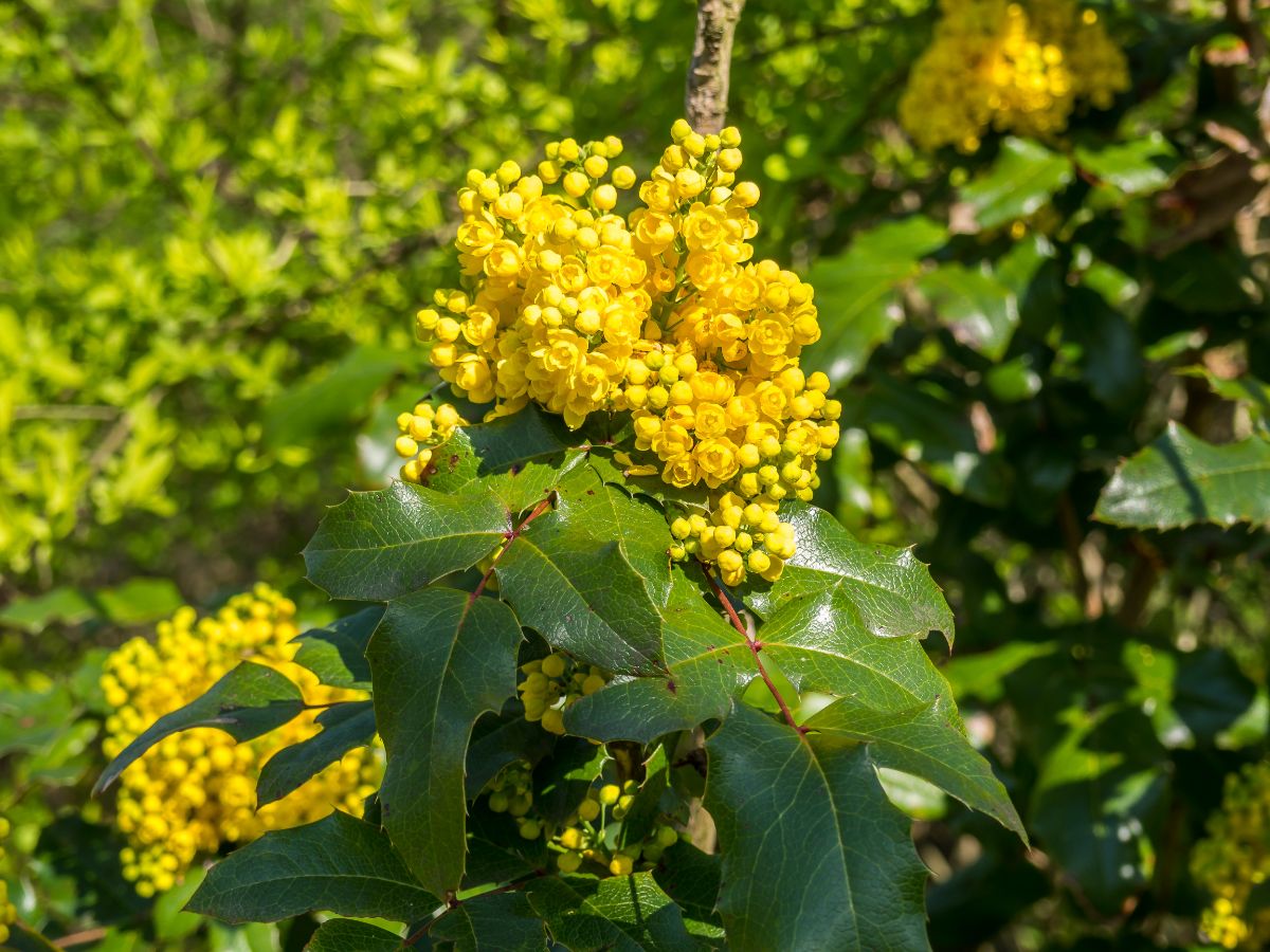 Mahonia shrub with clusters of yellow flowers on a sunny day.