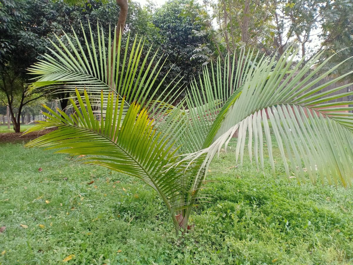 A Majesty Palm with spikey leaves in a park.