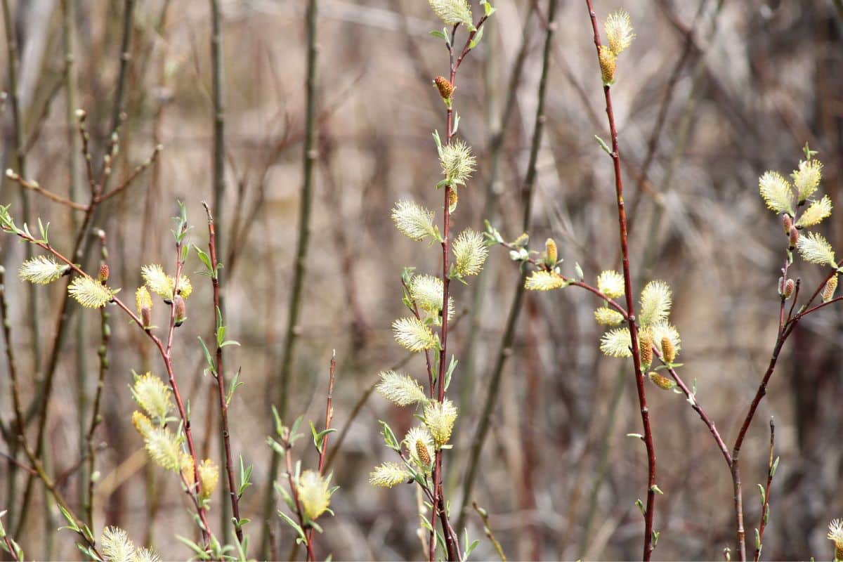 Pussy Willow in white-yellow bloom.