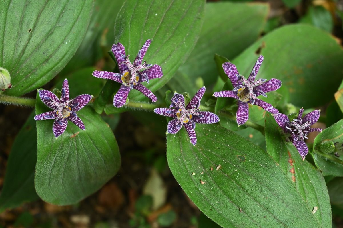 A Toad Lily plant with speckled purple-white flowers.