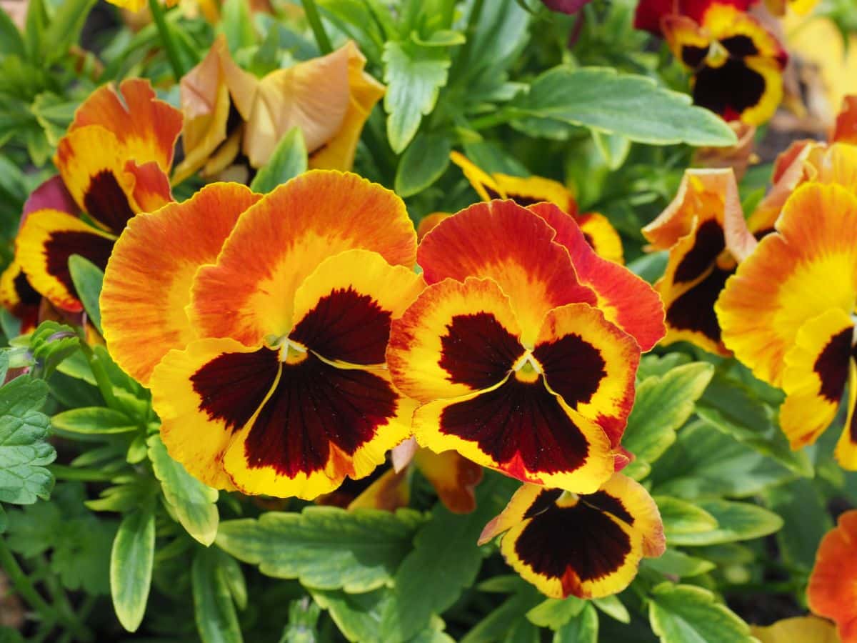 Angel Amber Kiss Pansies in full orange-brown bloom.