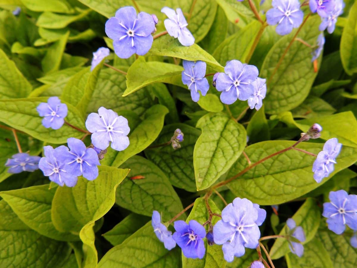 A brunnera plant in light-blue bloom.