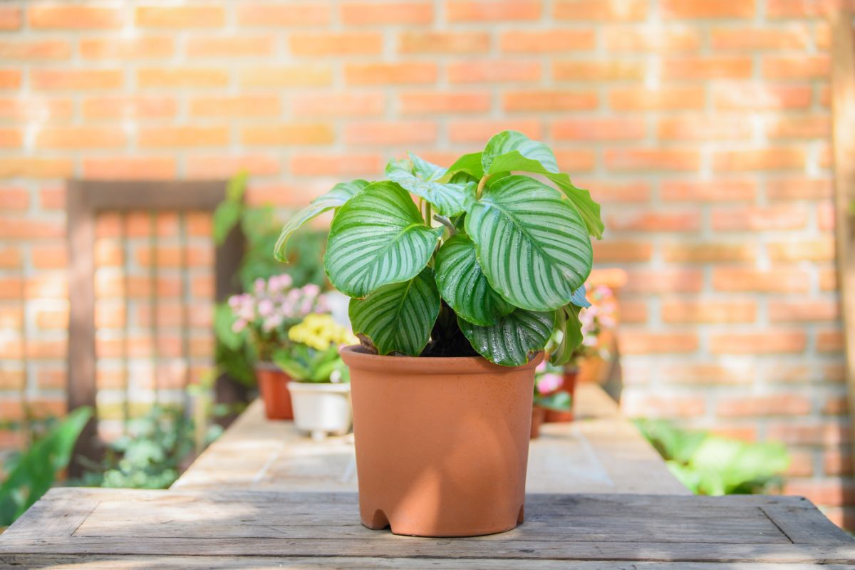 A Calathea orbifolia plant in a terracotta pot on a wooden table.