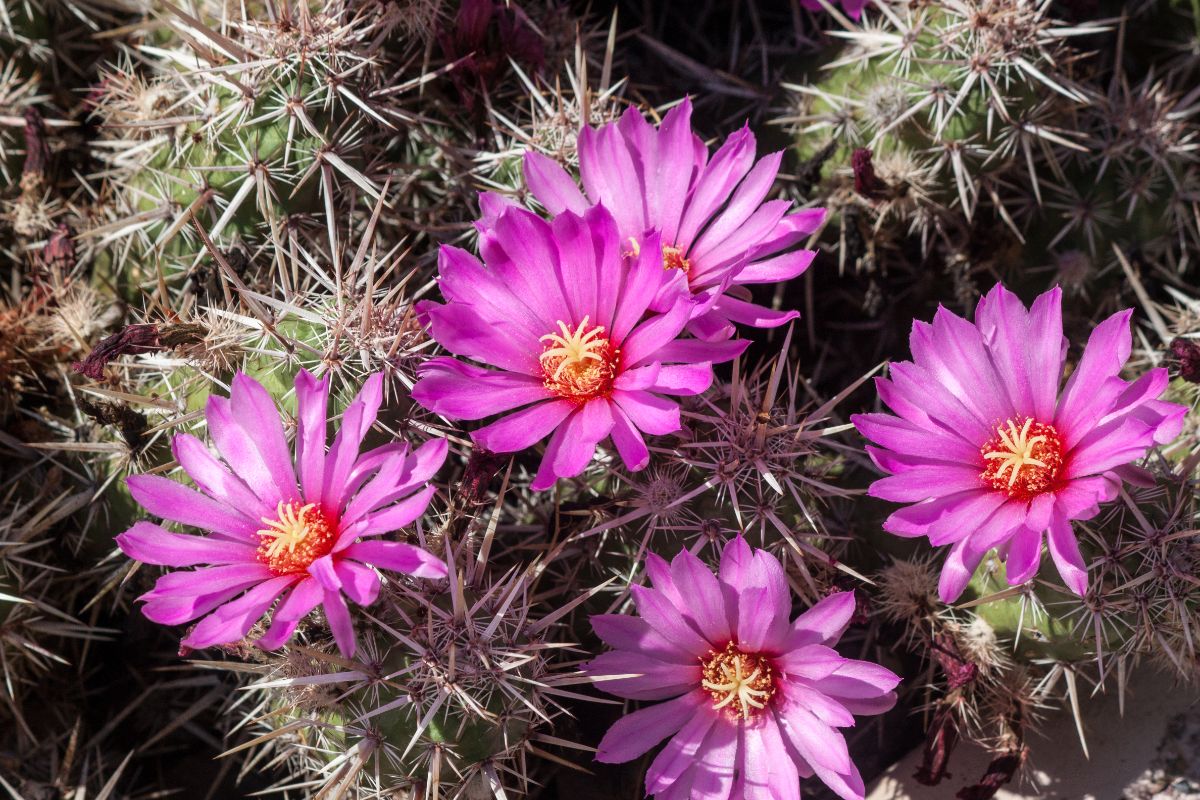 Pink flowers of a Calico Cactus.