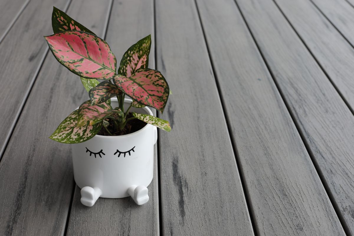 Chinese Evergreen with beautiful foliage in a cute white pot.