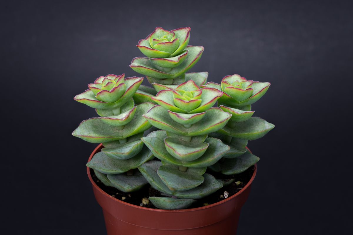 Thick leaves String of buttons succulent in a pot.
