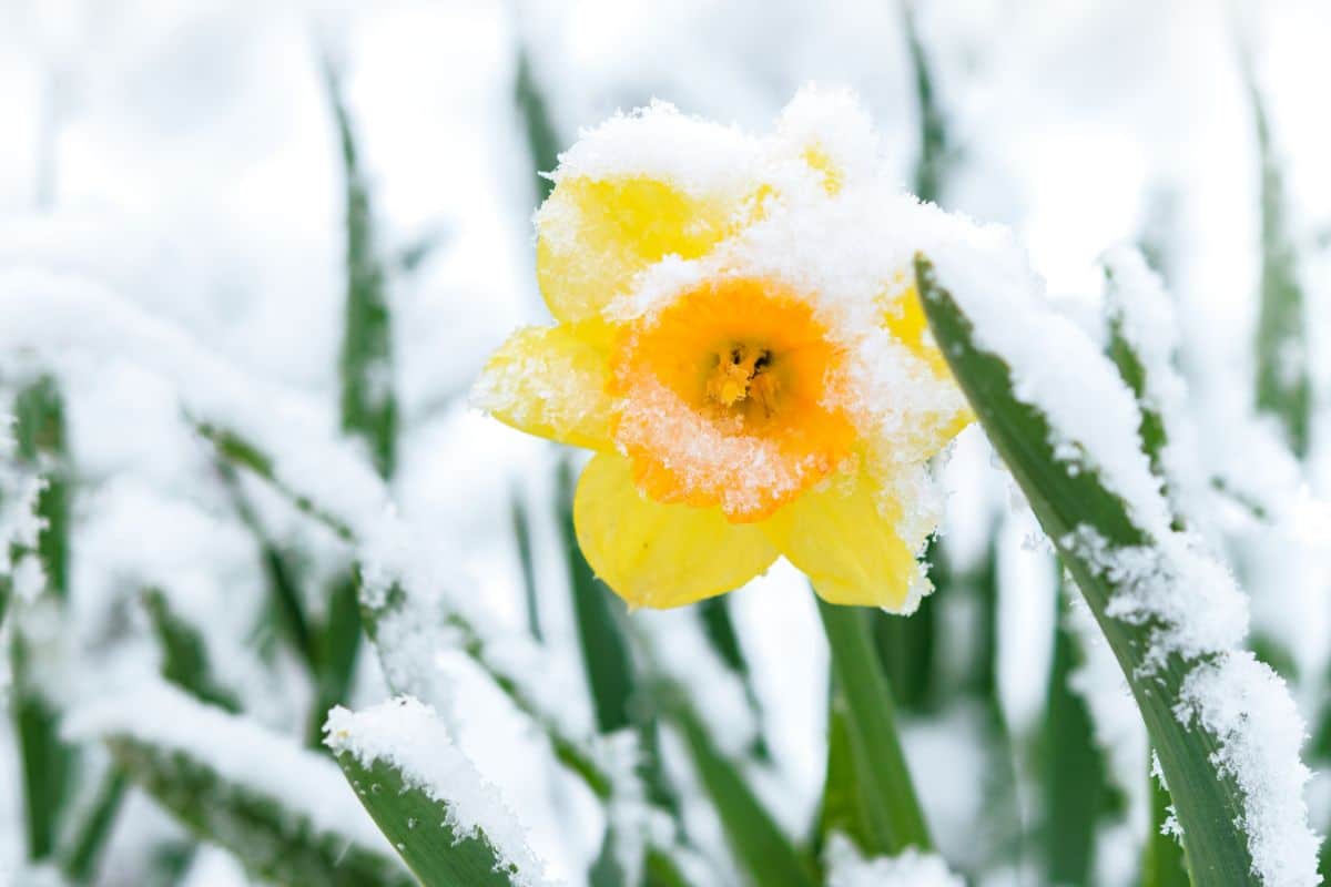 A close-up of Daffodils in yellow bloom covered by snow.