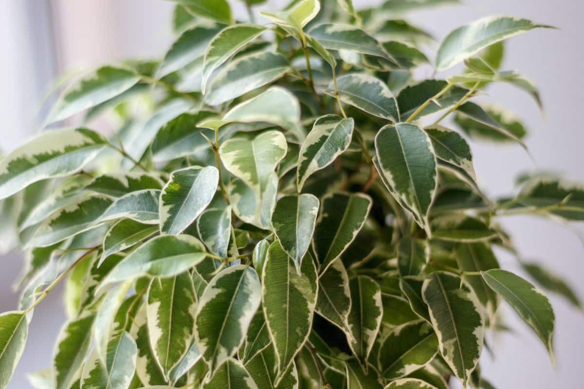 A close-up of a Ficus green foliage.