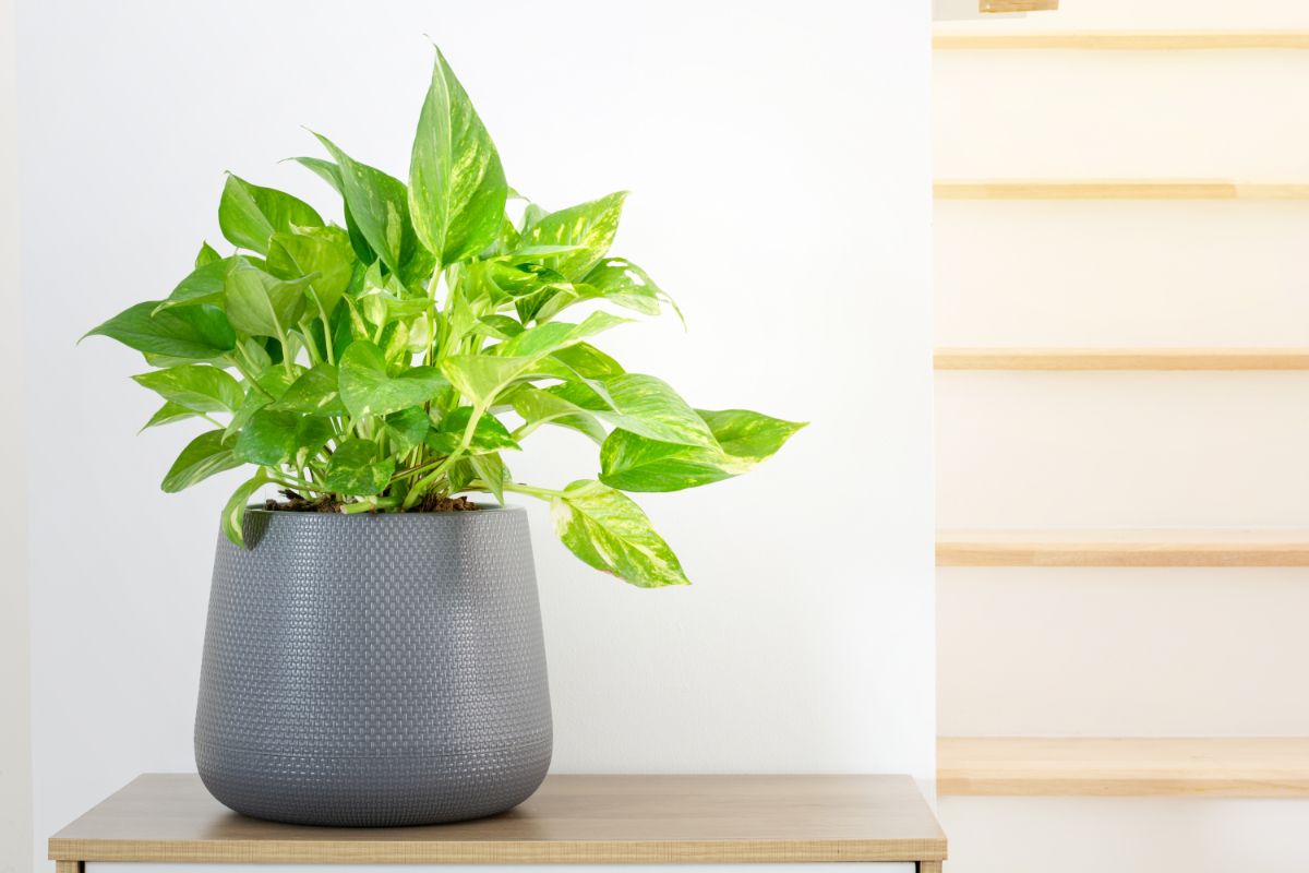 Golden Pothos in a gray pot on a small table.