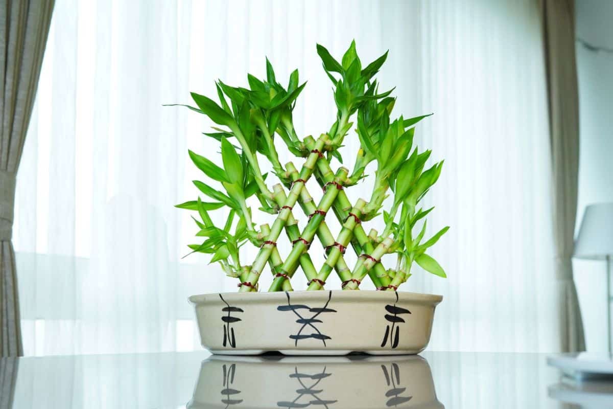 Lucky Bamboo in a white pot on a table.