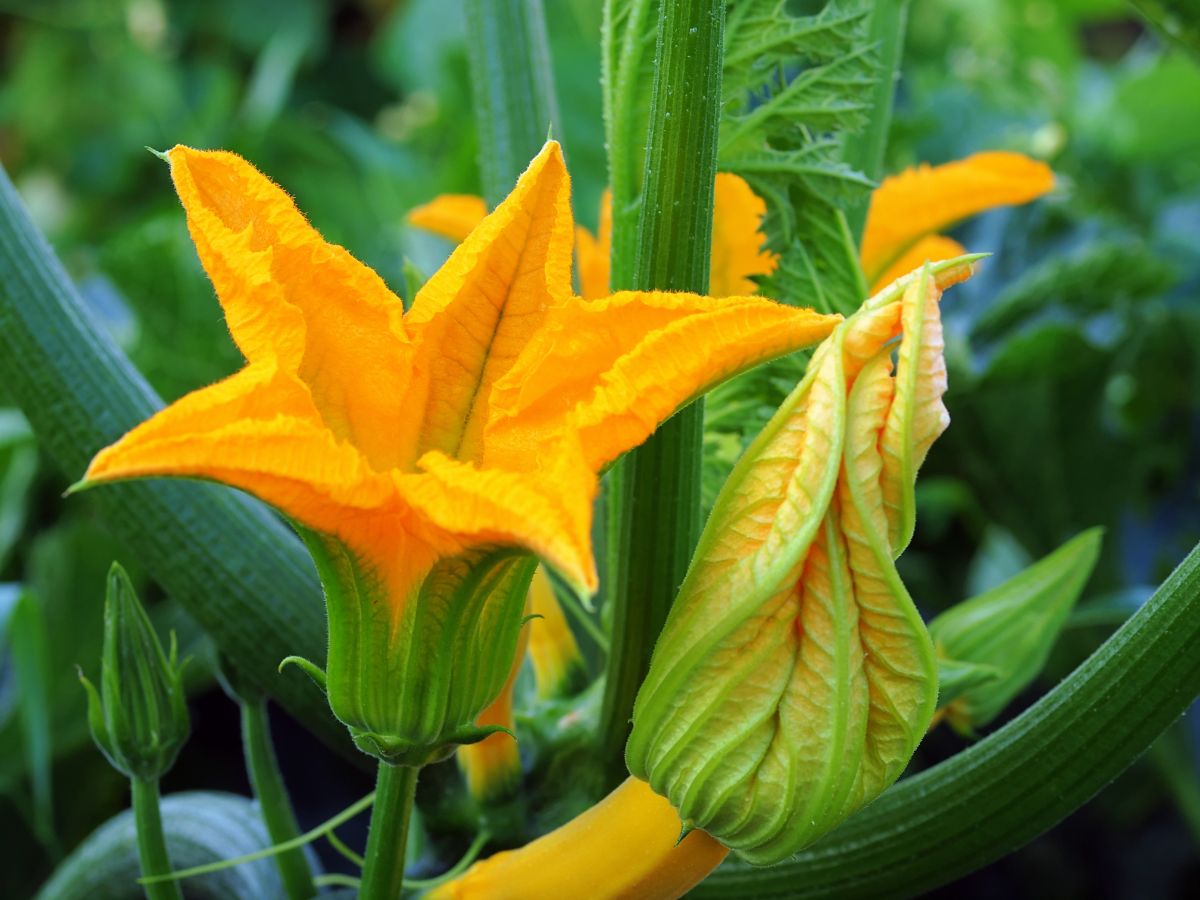 A close-up of Squash Blossoms yellow flowers.