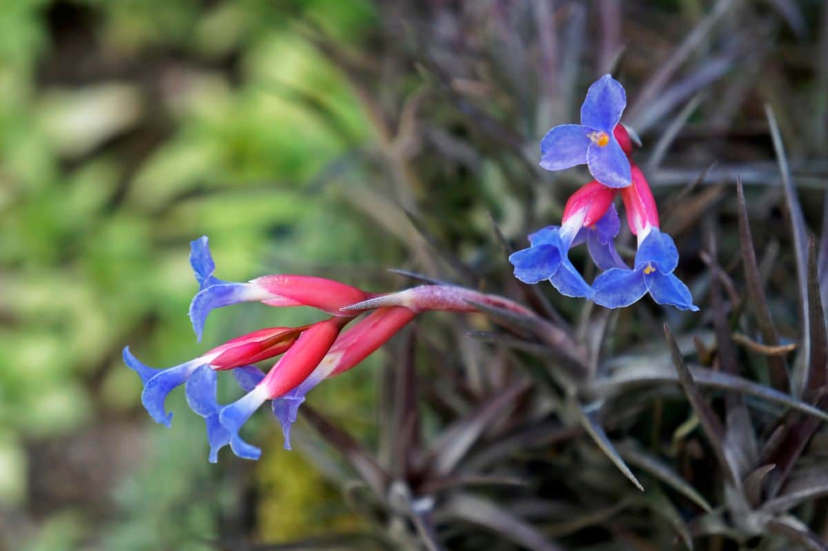 A close-up of Tillandsia Aeranthos in blue-red bloom.