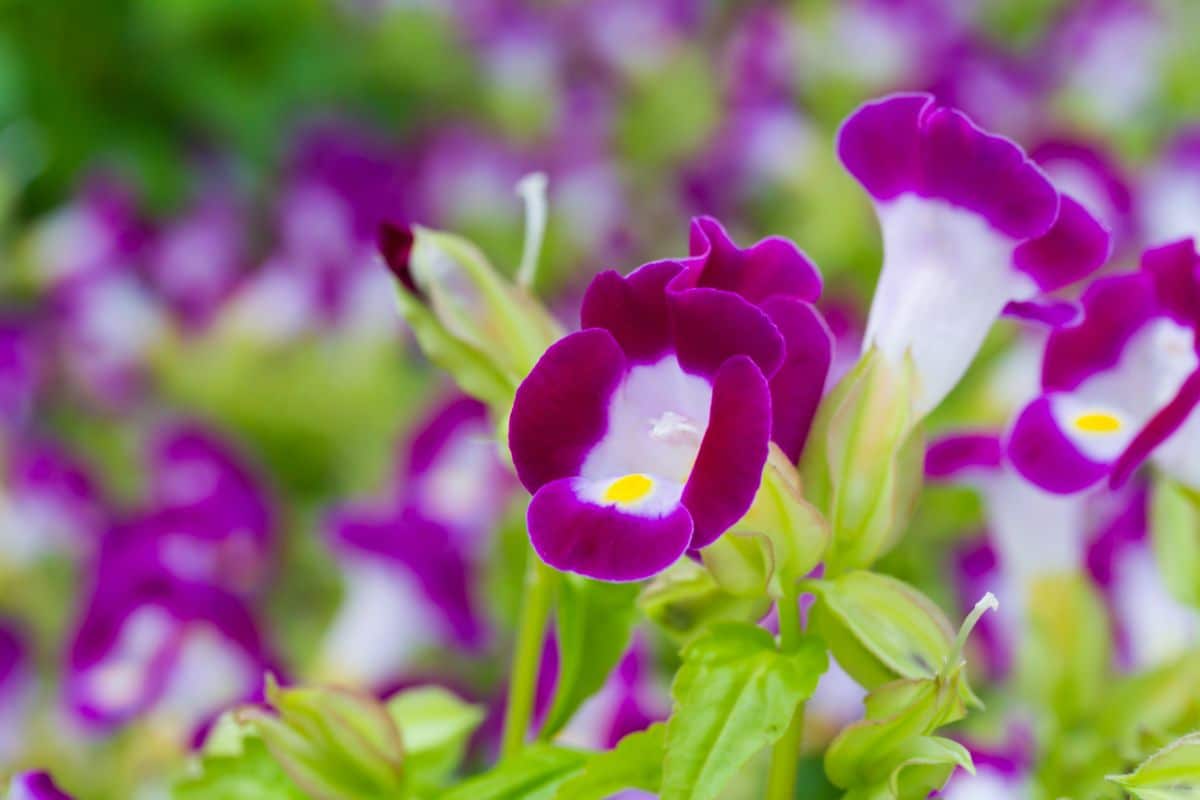 A close-up of Torenia trumpet-like flowers.