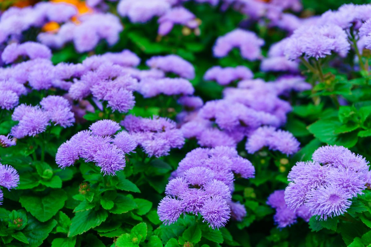 Beautiful fuzzy purple flowers of Ageratum plants.