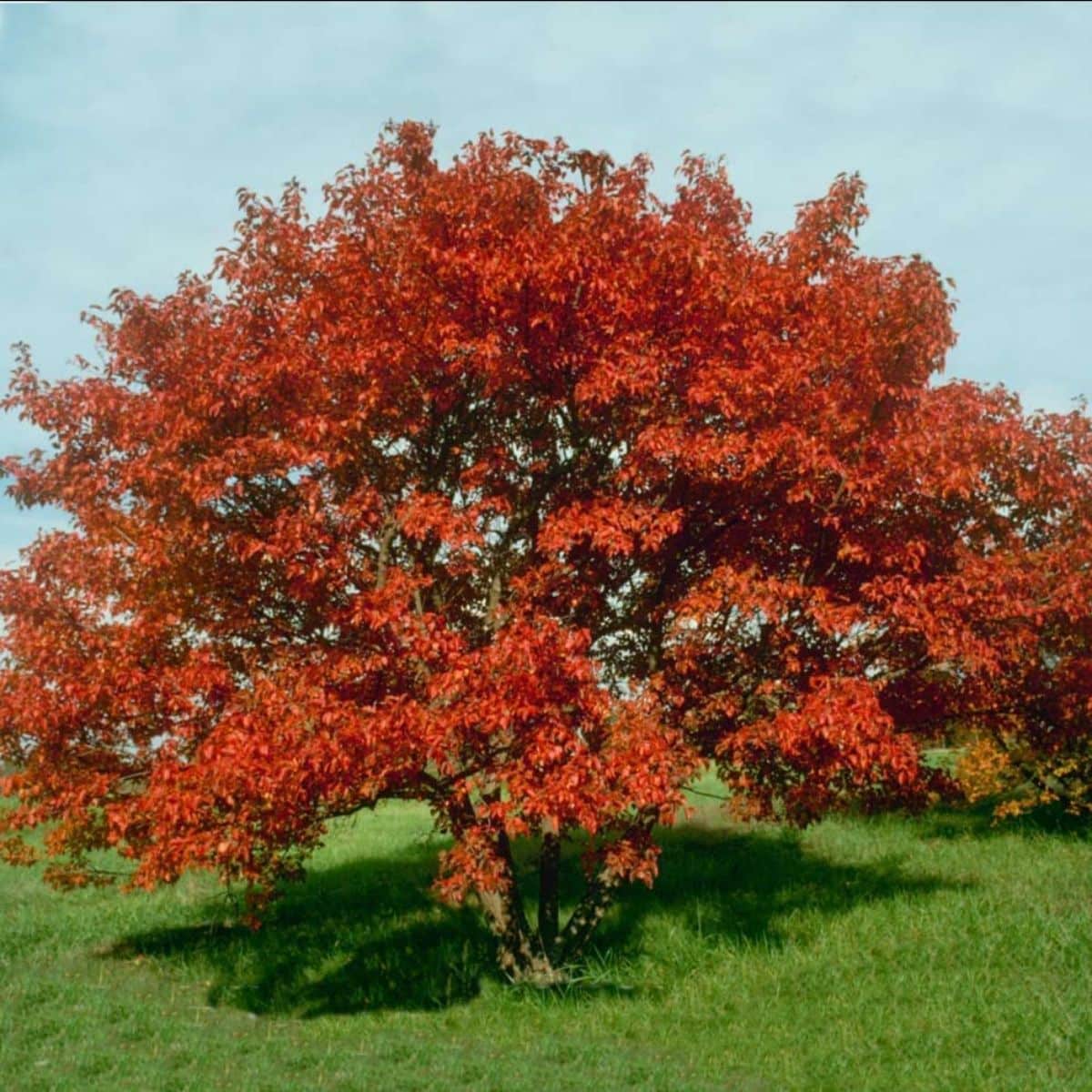 Flame Amur Maple in a park on a sunny day.