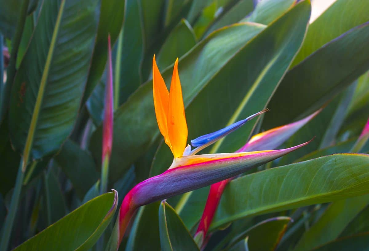 Bird of Paradise plant with beautiful green foliage and a colorful flower.