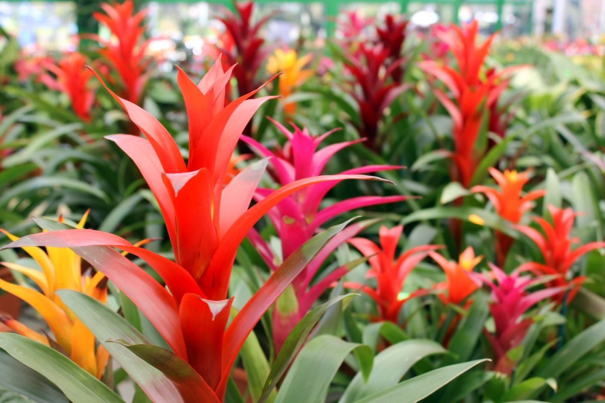 Beautiful Bromeliads in a green house.