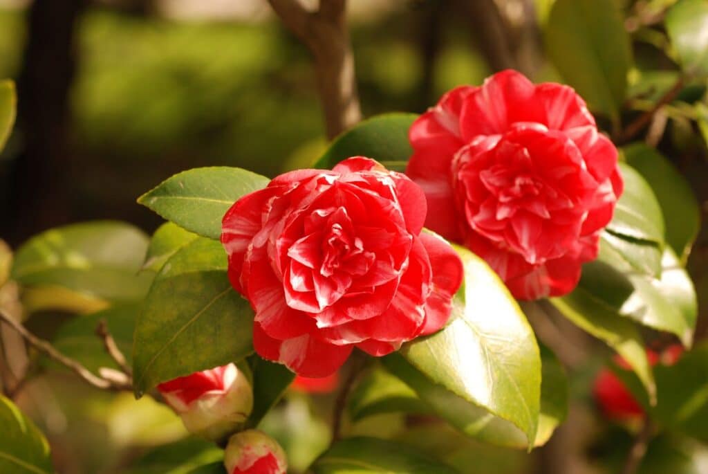 20 Beautiful Flowers That Bloom in Winter