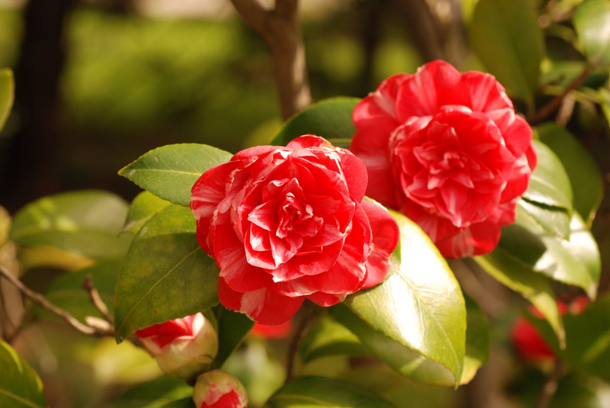 Two Camellia red flowers on a sunny day.