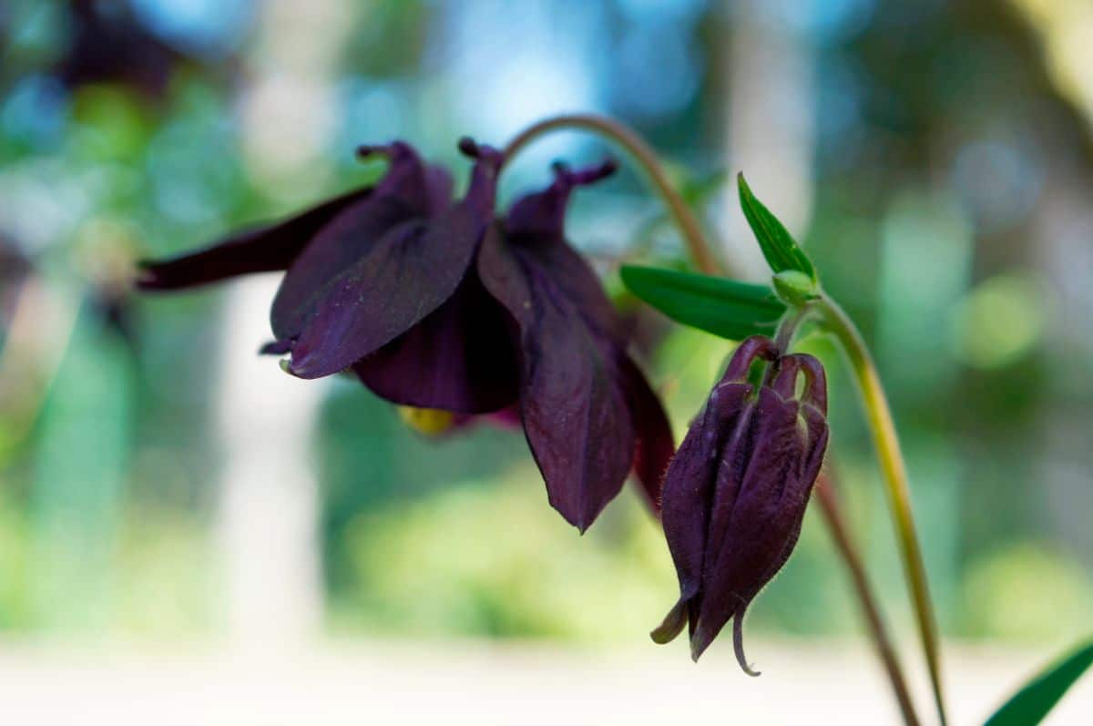 Dark-brown Columbine flowers.