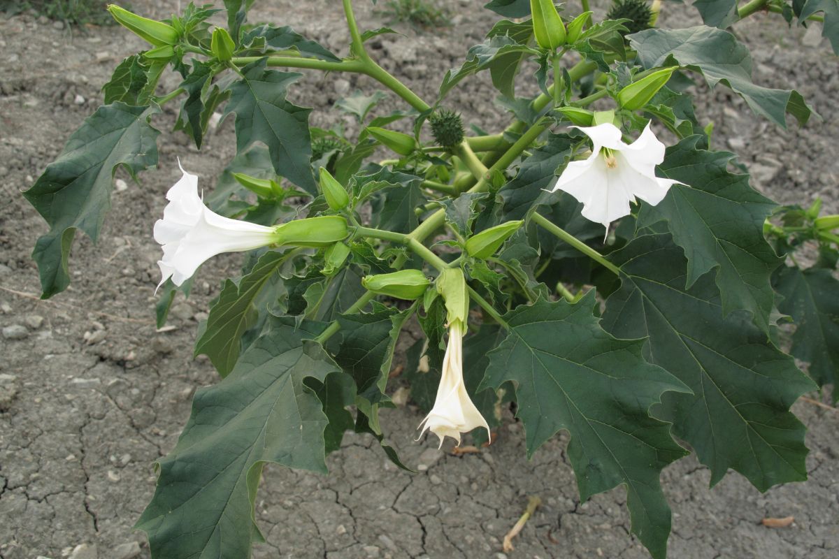 Datura with three trumpet-like white flowers.