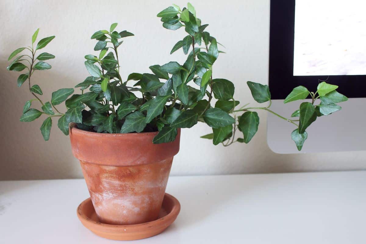 English Ivy in a terracotta pot on a shelf.