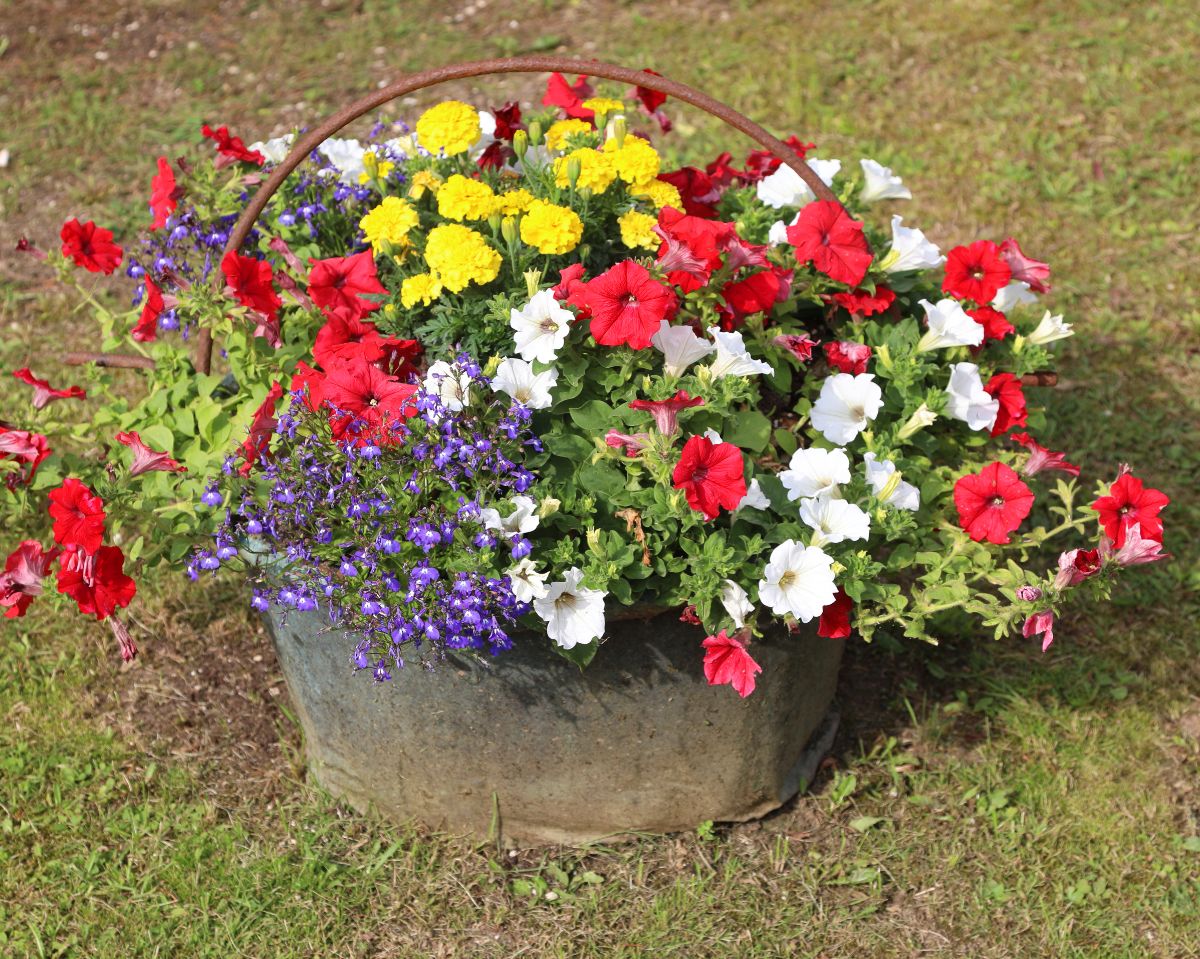Antique Cauldron with different varieties of lowers in full bloom.