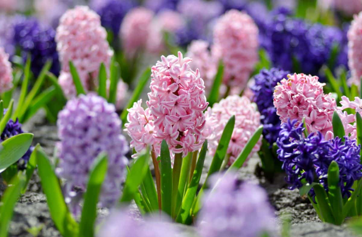 Beautiful flowers of Hyacinth plants on a sunny day.