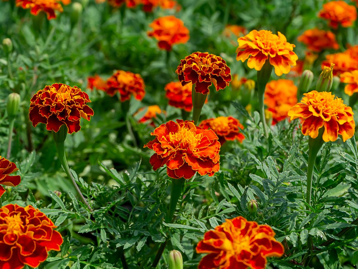 Beautiful Marigolds in full orange bloom on a sunny day.